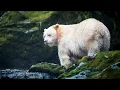 Ghost Bears The Isolated Predators Of Canada s Great Bear Rain Forest Wildlife Documentary
