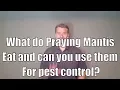 What does a praying mantis eat