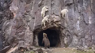 Goat Kicked Another Goat Into A Bears Mouth To Survive