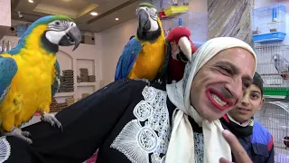 ابتهاج ملكة الدعايات محل جنان الطبيعة للحيوانات 