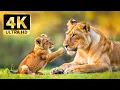 Download Lagu Animal Kingdom 4K - Discover Tranquil Wildlife with Relaxing Music