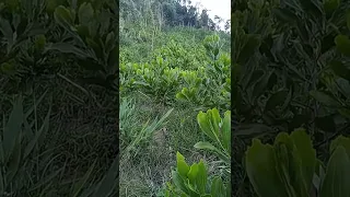                         دندنها