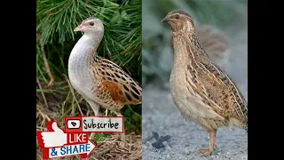 أجمل دمج لصوت الفري مع صوت مرعة الغيط                             دندنها