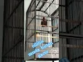 Download Lagu cililin gacor muda hutan #cilingacor #cililin #cililinbahan #cililinjantan