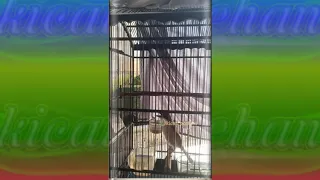 masteran cendet isian gereja nyeret cendet gacor masteran trotol cendet