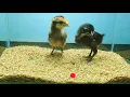 Download Lagu I gave my CHICKENS a lot of CENTIPEDES - Insects provide a lot of the key nutrition chickens need