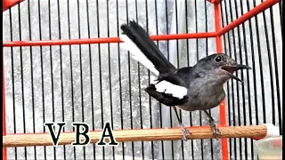 kacer manapun dijamin nyaut tidak pakek lama dengan pikat suara kacer betina ini