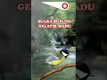 Download Lagu SUARA BURUNG GLATIK MADU #shortburungkicau #shortvideo #shortviral #subscribe #shortsfeed #shorts