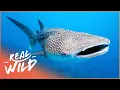 Whale Sharks The Gentle Giants Of The Sea The Blue Realm Real Wild