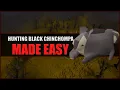 Quick Guide to Hunting Black Chinchompas in OSRS Hunter Guide