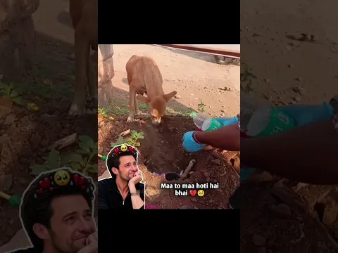 Heartbreaking Moment A Mother Dog Says Goodbye to Her Puppy 😭💔