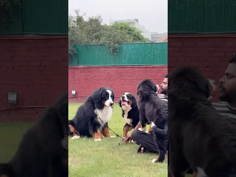 Guess the Breed 😱Comment now ➡️ #pets #doglove #dogs