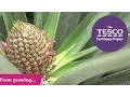 Prickly Pineapples with experts from Miami and Kent Trailer