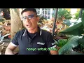 Download Lagu COBALAH UNTUK MENGERTI.  Cover ANWAR SUMPADANG...VISUAL  :NELVA SYAIR  cipt : OBBIE MESSAKH