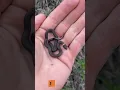 After vs before animal transformation amazing animal transformation