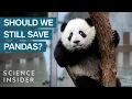 Pandas Are Overrated Here s Why