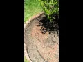 How to install edging block from Menards 99c