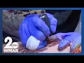 Baltimore Tattoo Museum gives free tattoos amid Preakness week