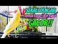 Download Lagu kenari gacor panjang TERBUKTI AMPUH pancingan kenari paud dan pancingan kenari macet