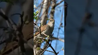تغريد العندليب العندليب الاسمر 