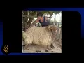 Download Lagu Big Ram-Fat Tail-Long Locks-Chill Shear