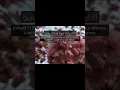 Download Lagu Surah Al-Fath (8_9)// Beautiful recitation ❤️