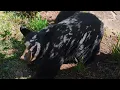 Bear Ruby s Quick n Easy Snack Tips