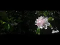 Nightingale | Lo Mimieux