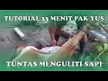 Lagu TUTORIAL 33 MENIT PAK YUS TUNTAS MENGULITI SAPI