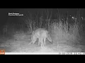 What s with all the wildlife roaming around Northeast Ohio