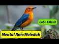 Download Lagu Burung Anis Kamu Cuma Butuh Suara Ini Biar Gacor!
