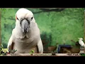 Birdies by the Creek | Happy Bird Forest Sounds | 5+HRS EXTENDED PLAY |Parrot TV for your Bird Room🌲