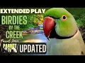 Download Lagu Burung-burung di tepi sungai | Suara Hutan Burung yang Menyenangkan | PEMUTARAN LEBIH DARI 5 JAM | TV Burung Beo untuk Ruang Burung Anda🌲