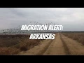 Migration Alert Arkansas