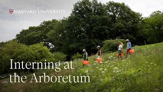 Interning at the Arnold Arboretum | The Hunnewell Internship Program
