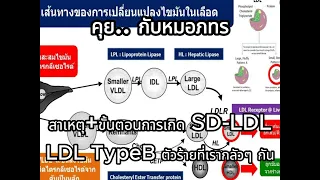 ทำไมคนที่ออกกำลังกายและมีรูปร่างผอม แต่กลับมี ldl สูงและ hdl สูงด้วย
