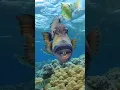 Download Lagu Triggerfish | Titan of the Reef