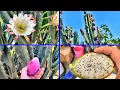 Growing the Peruvian Apple Cactus in the Garden