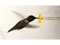 Download What Happens When You Put a Hummingbird in a Wind Tunnel? | Deep Look mp4 3gp mp3 videos - waplic