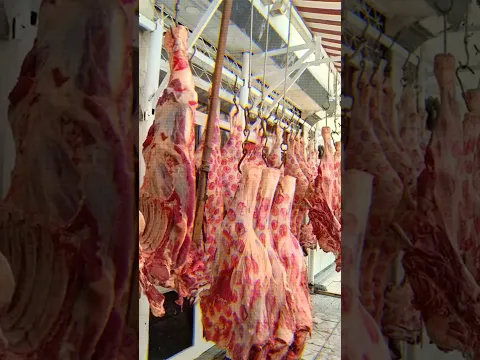 ليه لحمة الجزار مش بتعفن رغم إنها متعلقة في حر الشارع ؟