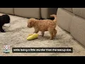 How Big Do Cockapoos Get Full Size Guide Teacup Toy Mini Standard