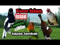 Download Lagu kacer isian lovebird cililin dan kapas tembak
