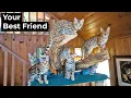 Pros and Cons of a Bengal Cat Quality Bengal Kittens The Cat Butler