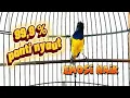 Download Lagu SOGON GACOR UNTUK MEMANCING BUNYI I JAMIN NYAUT DAN EMOSI NAIK IKUT GACOR #sogon #sogongacor 