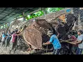 Download Lagu USA \u0026 AUSTRALIA SHOCKED! Bomber Saw Splits Massive Wood Ends—Workers Run for Safety MP3