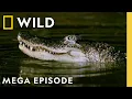 Surviving Through the Night | Dead by Dawn MEGA Episode | Nat Geo Animals