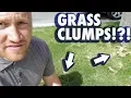 Grass Clumps in Lawn