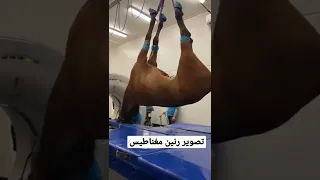 تصوير رنين مغناطيسي للحصان 