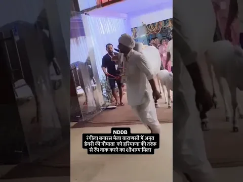 NDDB रंगीला बनारस (वाराणसी) में अमृत डेयरी की गौमाता को हरियाणा की तरफ़ से रैंप वाक का शौभाग्य मिला