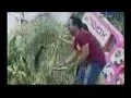 Download Lagu WALI   Antara Aku, Kau dan Batu Akikku